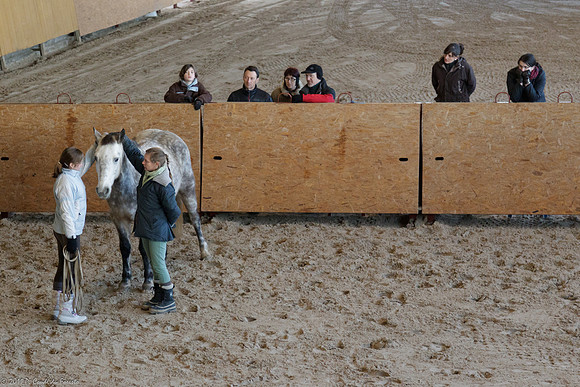 Travail avec le cheval en liberté