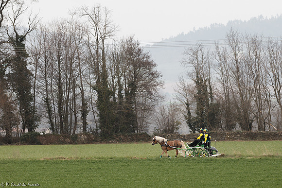 Concours d'attelage