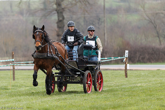 Concours d'attelage
