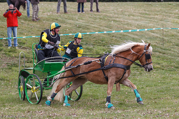 Concours d'attelage
