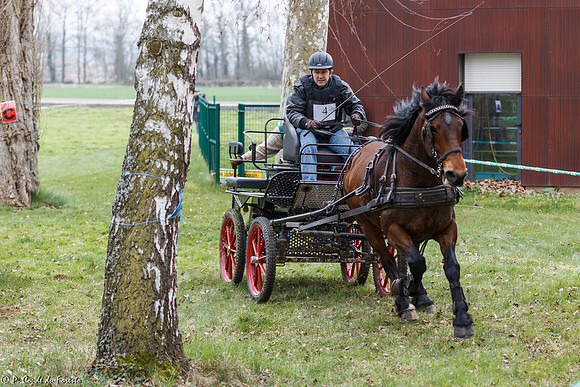 Concours d'attelage