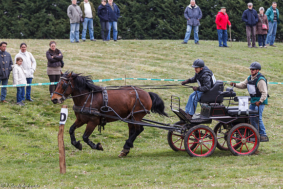 Concours d'attelage