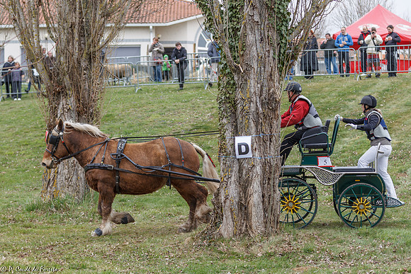 Concours d'attelage