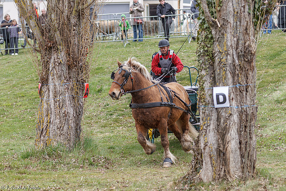 Concours d'attelage