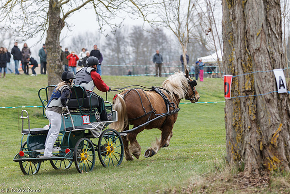 Concours d'attelage