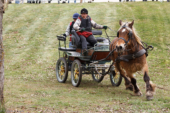 Concours d'attelage