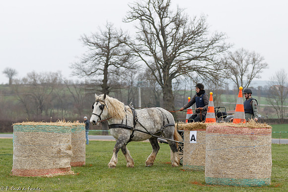 Concours d'attelage