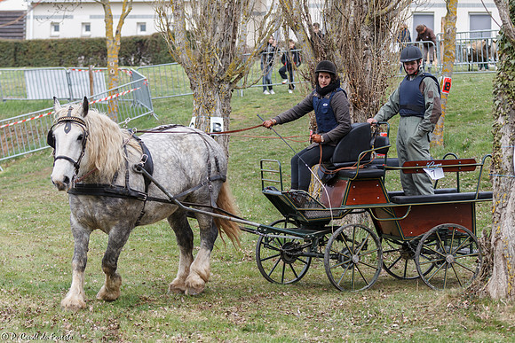 Concours d'attelage