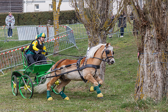 Concours d'attelage