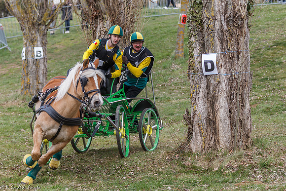 Concours d'attelage