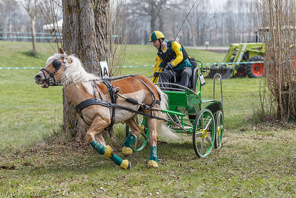 Concours d'attelage