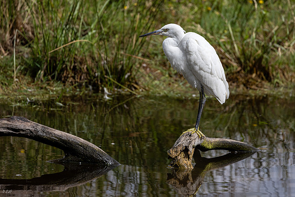 Aigrette garzette