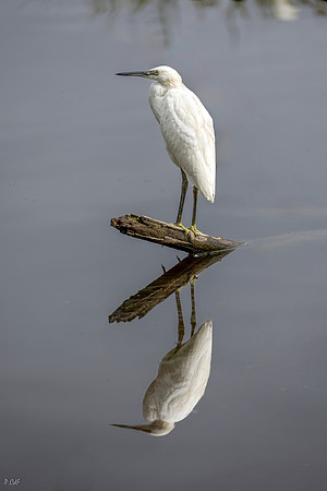 Réflexion