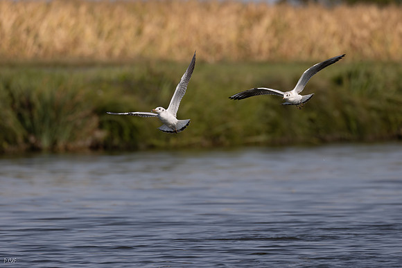 Mouette rieuse