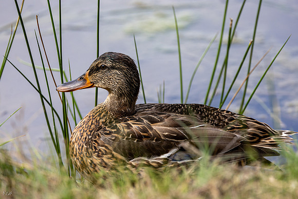 Cnard Colvert femelle
