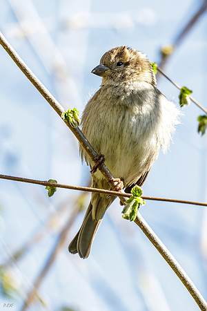 Moineau domestique