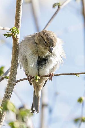 Moineau domestique