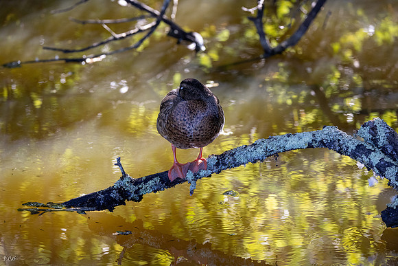 Repos du soir (Canard Colvert)