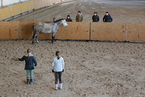 Travail avec le cheval en liberté