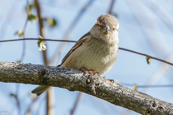 Moineau domestique
