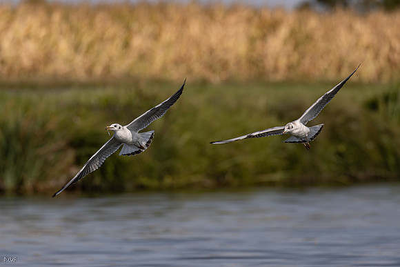 Mouette rieuse