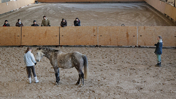 Travail avec le cheval en liberté