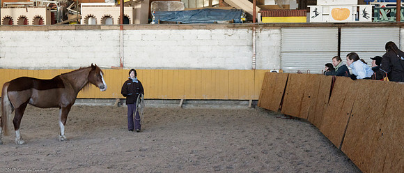 Travail avec le cheval en liberté