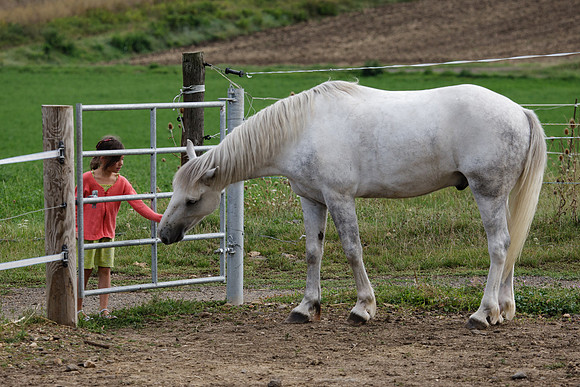 Fête du cheval 2010