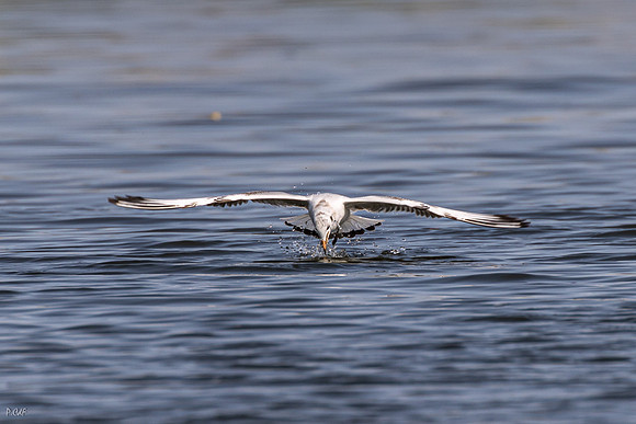 Mouette rieuse