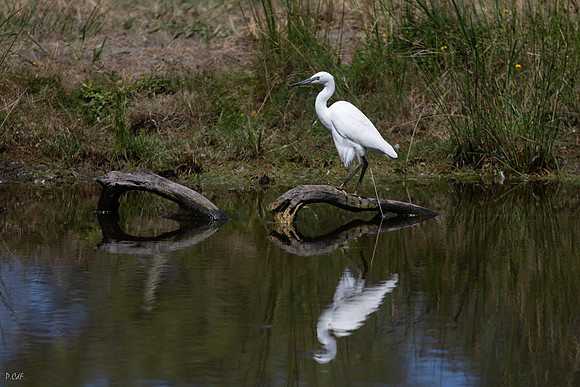 Aigrette garzette