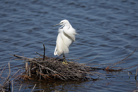 Aigrette garzette