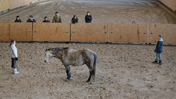 Travail avec le cheval en liberté