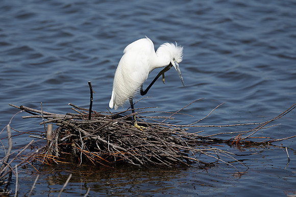 Aigrette garzette