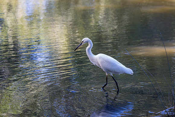 Aigrette garzette