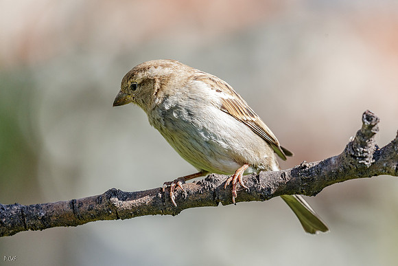 Moineau domestique