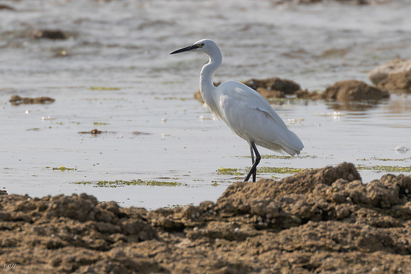 Aigrette Garzette