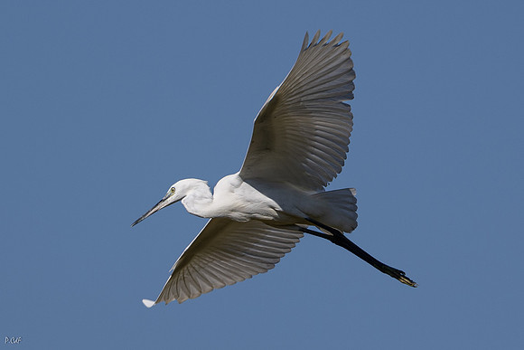 Aigrette garzette