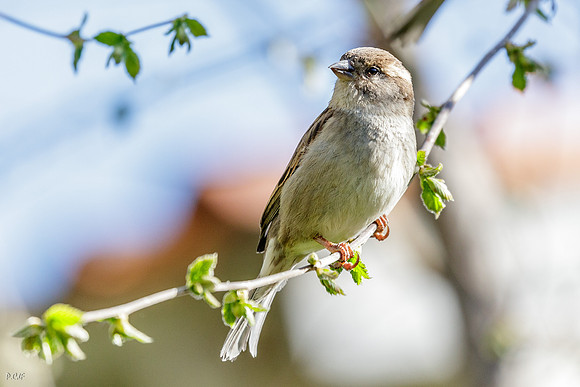 Moineau domestique