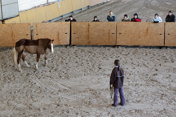 Travail avec le cheval en liberté