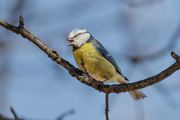 Mésange bleue
