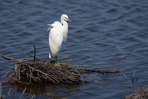 Aigrette garzette