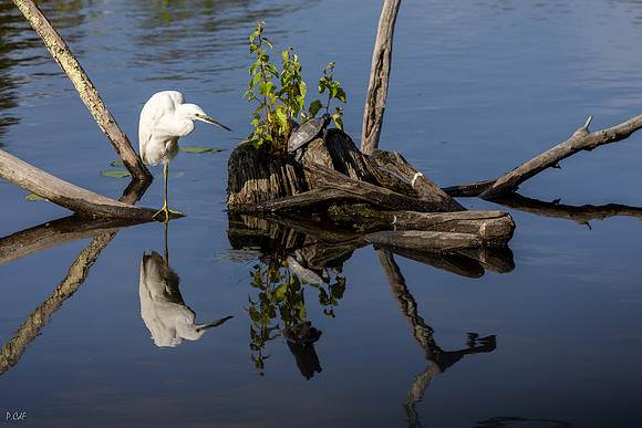 Aigrette garzette et tortue Mauremies Leprosa