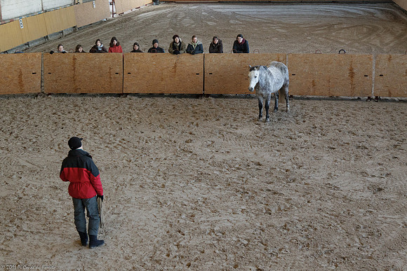 Travail avec le cheval en liberté