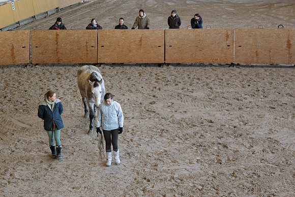 Travail avec le cheval en liberté