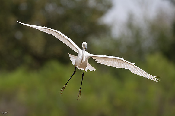 Aigrette garzette