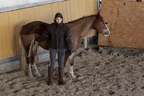 Travail avec le cheval en liberté