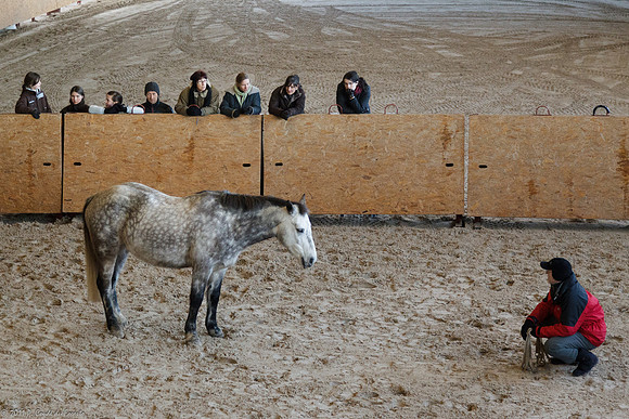 Travail avec le cheval en liberté