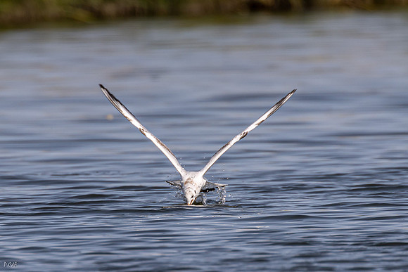 Mouette rieuse