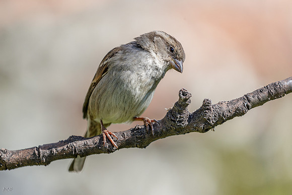 Moineau domestique
