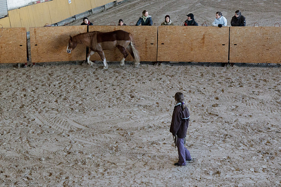 Travail avec le cheval en liberté